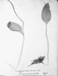 Ophioglossum vulgatum image
